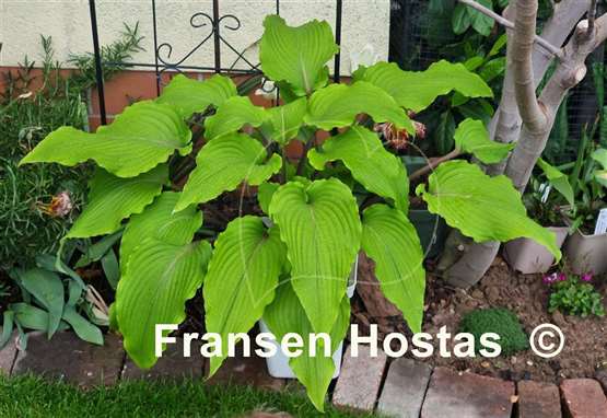 Hosta Valley's Red Scorpion